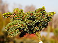 Picea abies Lhota IMG_1912 Świerk pospolity